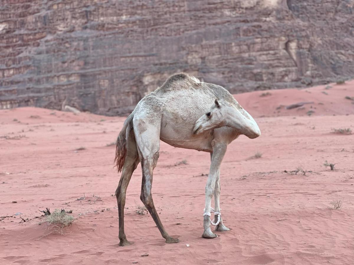 Hotel Magic Milky Way Camp Wadi Rum Exterior foto